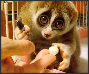 http://theawesomer.com/photos/2012/08/081112_slow_loris_rice_t.jpg